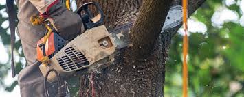 Best Lawn Pest Prevention  in Ruleville, MS
