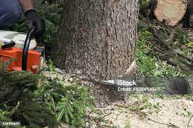 Best Tree Mulching  in Ruleville, MS