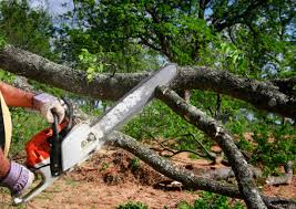 Best Arborist Consultation Services  in Ruleville, MS