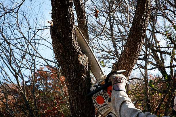 Best Tree Risk Assessment  in Ruleville, MS