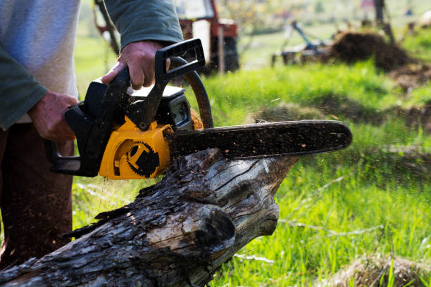 Best Root Management and Removal  in Ruleville, MS